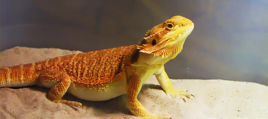 Reptiles and UV Lighting