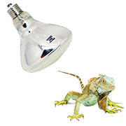PET LAMPS