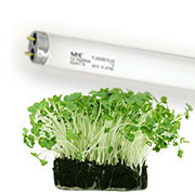 PLANT GROWTH